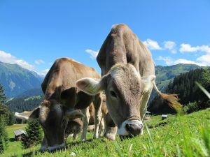 Pflegedienst in Österreich